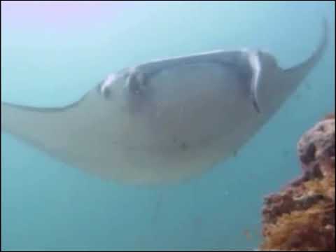 Scuba Diving with Manta Rays in Bali